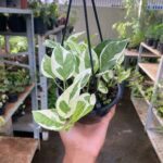 A person is holding a plant in a black pot.