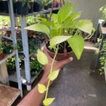 A person is holding a plant in a brown pot.