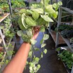 A person is holding a plant with green leaves and white flowers.