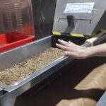 A person is reaching into a container filled with grains.