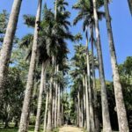 A person is walking down a path between two rows of palm trees.
