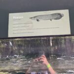 A person taking a picture of a fish exhibit.