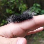 A person's hand holding a caterpillar.