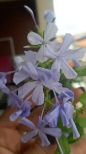 A person's hand is holding a purple flower.