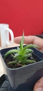 A person's hand is next to a small plant in a pot.