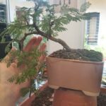 A person's hand is placed next to a small tree in a pot.