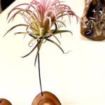 A pink flower with long green leaves is sitting on a wooden table.