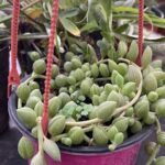 A pink pot with a plant in it, hanging from a red string.