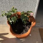 A pot with a plant in it is sitting on a sidewalk.