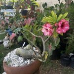 A potted plant with a flower in it sits on a table.