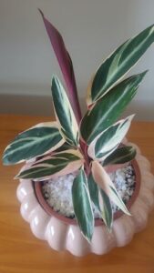 A potted plant with a red stem and green leaves sits on a table.