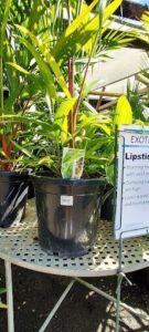 A potted plant with a tag on it sits on a table.