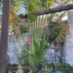 A potted plant with a tree branch and a pink flower.