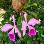 A purple flower hangs from a tree branch, surrounded by green leaves.