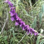 A purple flower with a long stem is growing in a forest.
