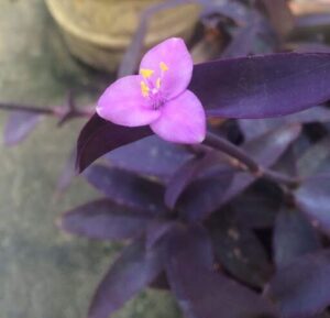 A purple flower with yellow center is blooming in a pot.