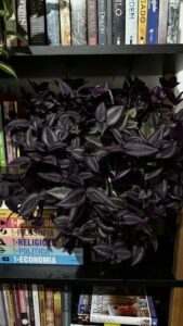 A purple plant with green leaves is growing in front of a bookshelf filled with books.