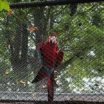 A red and blue parrot perched on a wire fence.