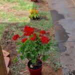 A red flower pot with red flowers sits on a patch of dirt.