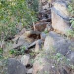 A rocky pathway with trees and rocks on both sides.
