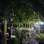 A row of palm trees with a pathway in between them.