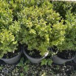 A row of potted plants with green leaves, some of which are leafy green bushes.