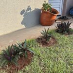A shadow of a leafy plant is cast on a wall, creating a unique pattern.