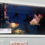 A sign in front of a fish tank advertises the sale of fish.