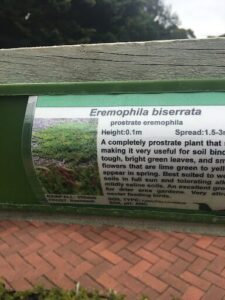 A sign on a wooden post that says "Eremophila Biserrata" on it.