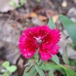 A single pink flower blooms in a forest setting.
