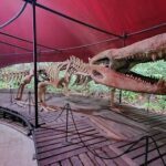 A skeleton of a crocodile is on display in a museum.