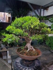 A small bonsai tree is sitting in a brown pot, surrounded by other potted plants.