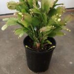 A small green plant in a black pot.