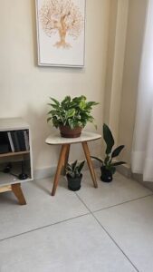 A small green plant sits on a wooden table next to a larger green plant.