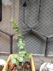 A small plant is growing in a pot, with a metal fence in the background.