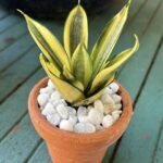 A small potted plant with a white rock base.