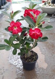 A small potted plant with red flowers in a black pot.