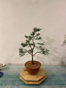 A small potted tree sits on a table, surrounded by a white wall.