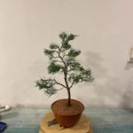 A small potted tree sits on a table, surrounded by a wooden base.