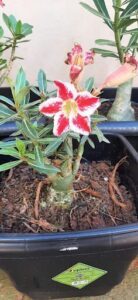 A small red flower blooms in a pot, surrounded by green leaves.