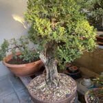 A small tree with a brown trunk is growing in a pot.