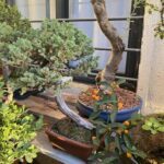 A small tree with a twisted trunk is sitting on a table next to a window.