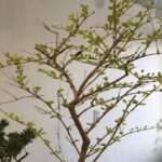 A small tree with green leaves and brown branches.