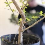 A small tree with green leaves is growing in a pot.