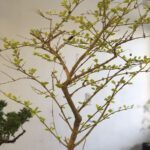 A small tree with green leaves is growing in a pot.