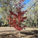 A small tree with red leaves stands in a field.