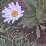 A small white flower with a yellow center sits in the dirt.