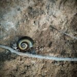 A spiral shell sits on a dirt ground, surrounded by a twig and a rock.