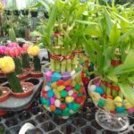 A table with various plants and vases, including a vase filled with colorful beads.