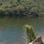 A tree branch with green leaves is seen in the water.